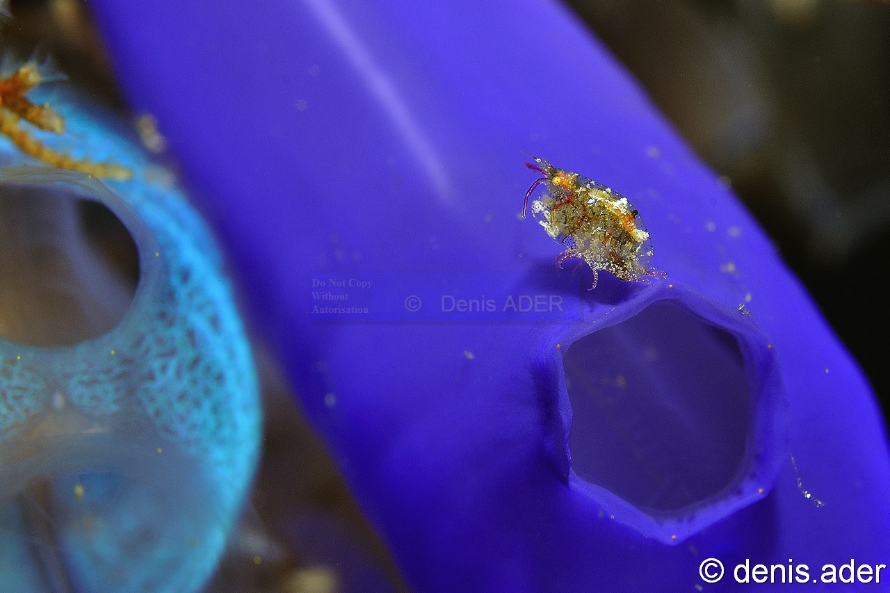 Gammaridea  Gammare amphipode-Rhopalaea sp Komodo Canibal rock-24m-20160808-Denis-ADER-DSC_0946_tn.jpg